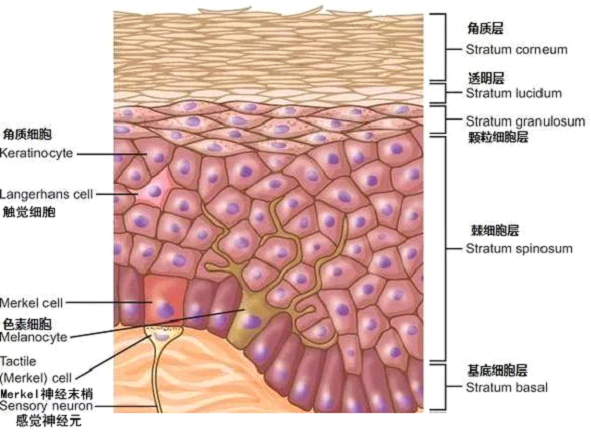 孚美达乳膏是如何淡化皮肤色素的？